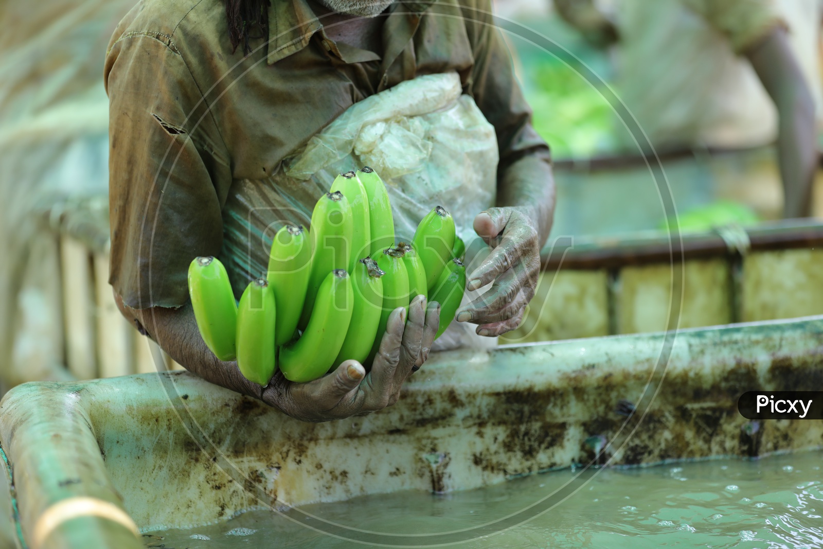 A Farmer Cleaning Banana Yield in tub