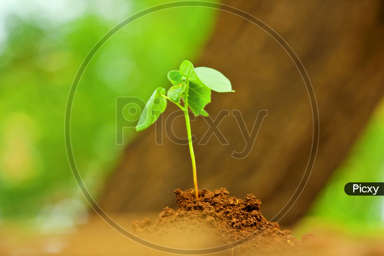Plant Sapling Growing in Soil , Agricultural Concept Presentation