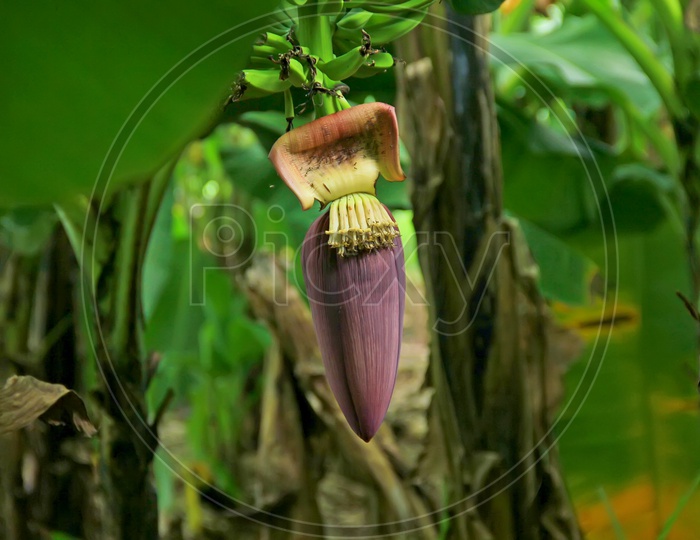 A Young Banana Blossom In A Banana Garden Closeup Shot / Banana Flower