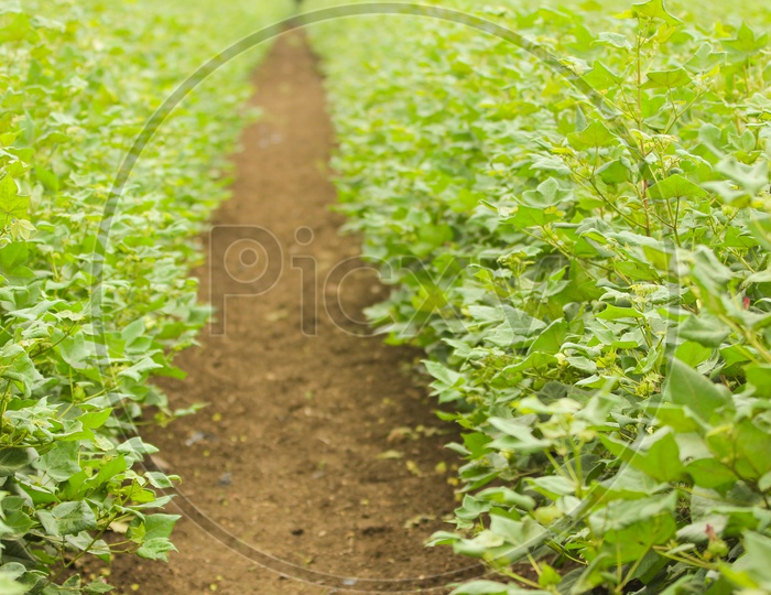 Cotton Fields / Cotton Agriculture