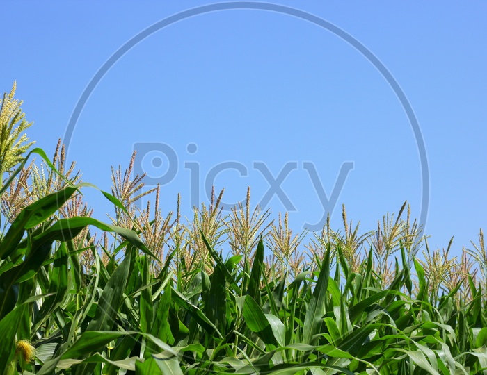 Corn Feild Closeup Shots with Sky Backdrop
