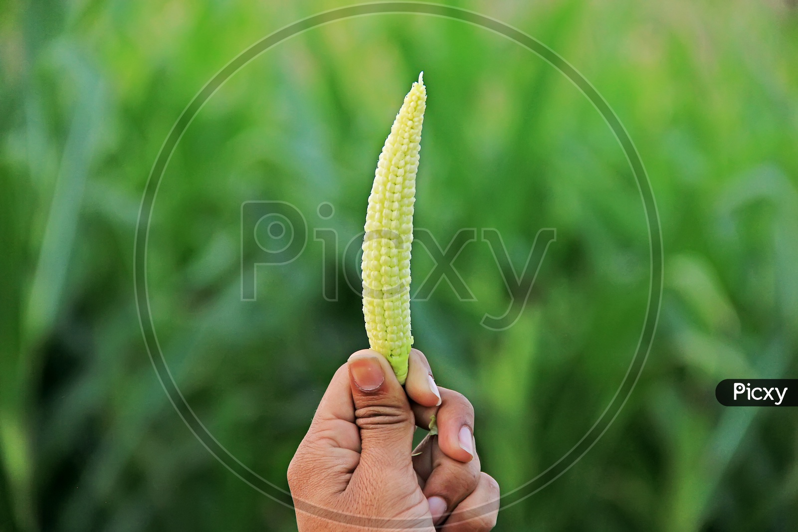 Baby Corn Holding  in Hand Closeup Shot