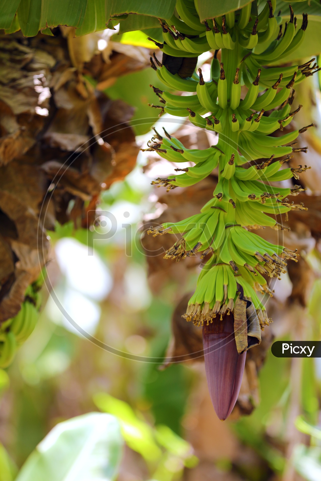Banana Blossom Growing To Yield in  a Banana Orchid