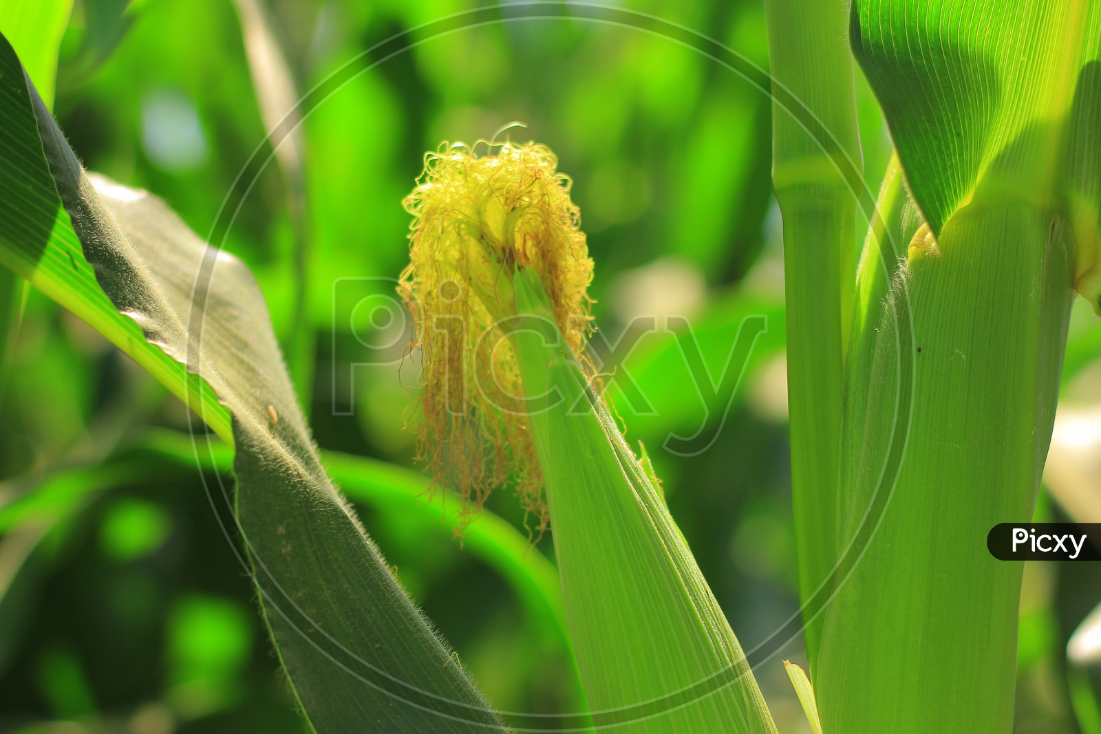 Corn Cobs in a Corn Field Closeup shot