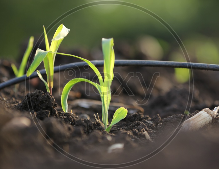 Plant Saplings Growing From Earth Closeup Shots