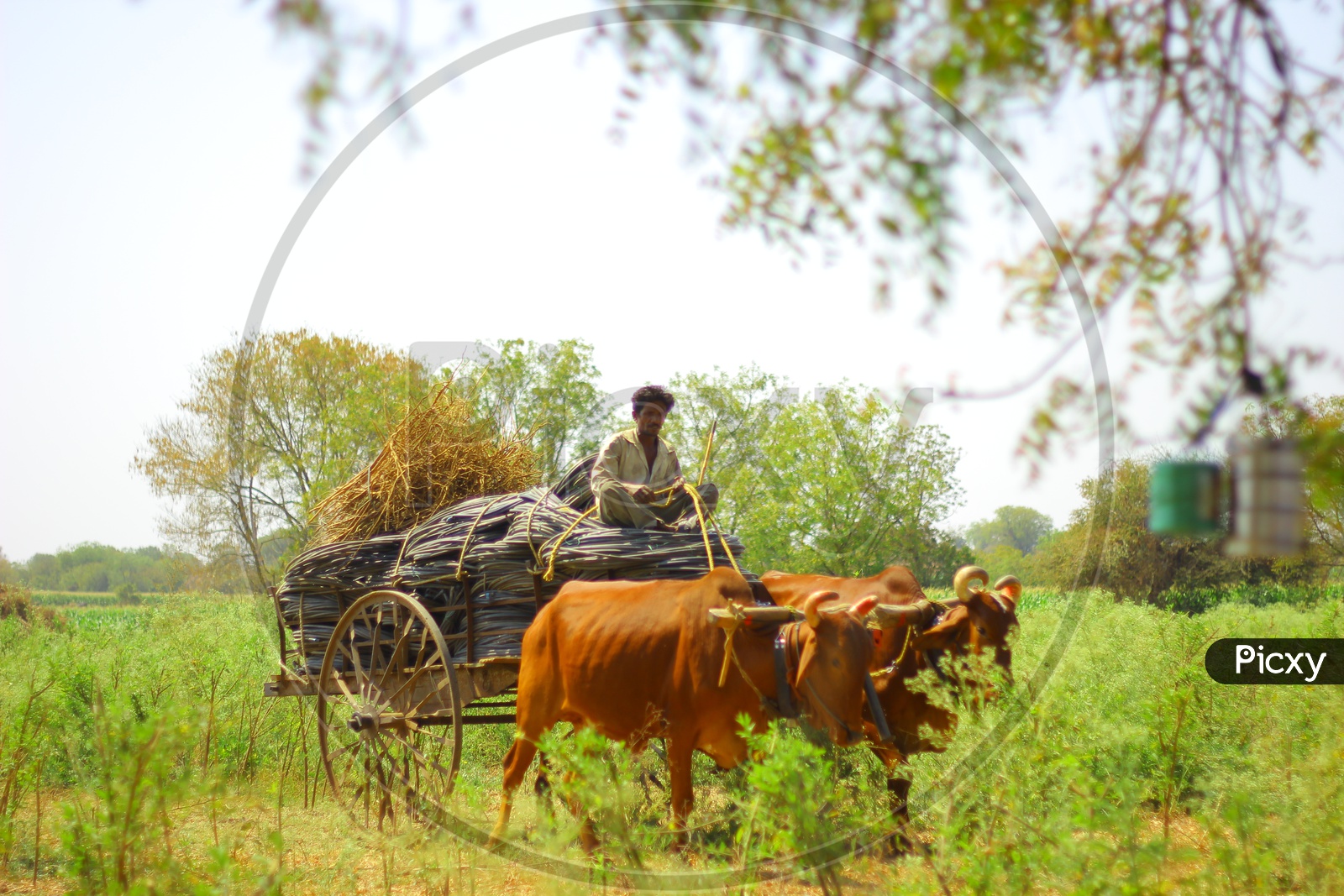 A Bullock Cart Carrying Goods Of a Farmer in an Agricultural Field