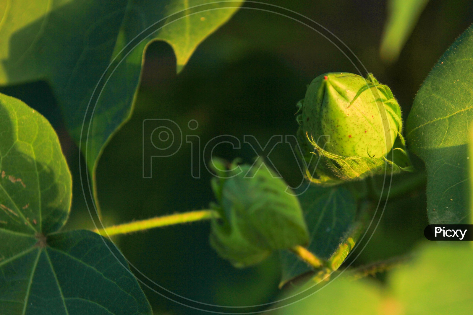 Green Raw Cotton Ball Growing in Field Close Up Shot