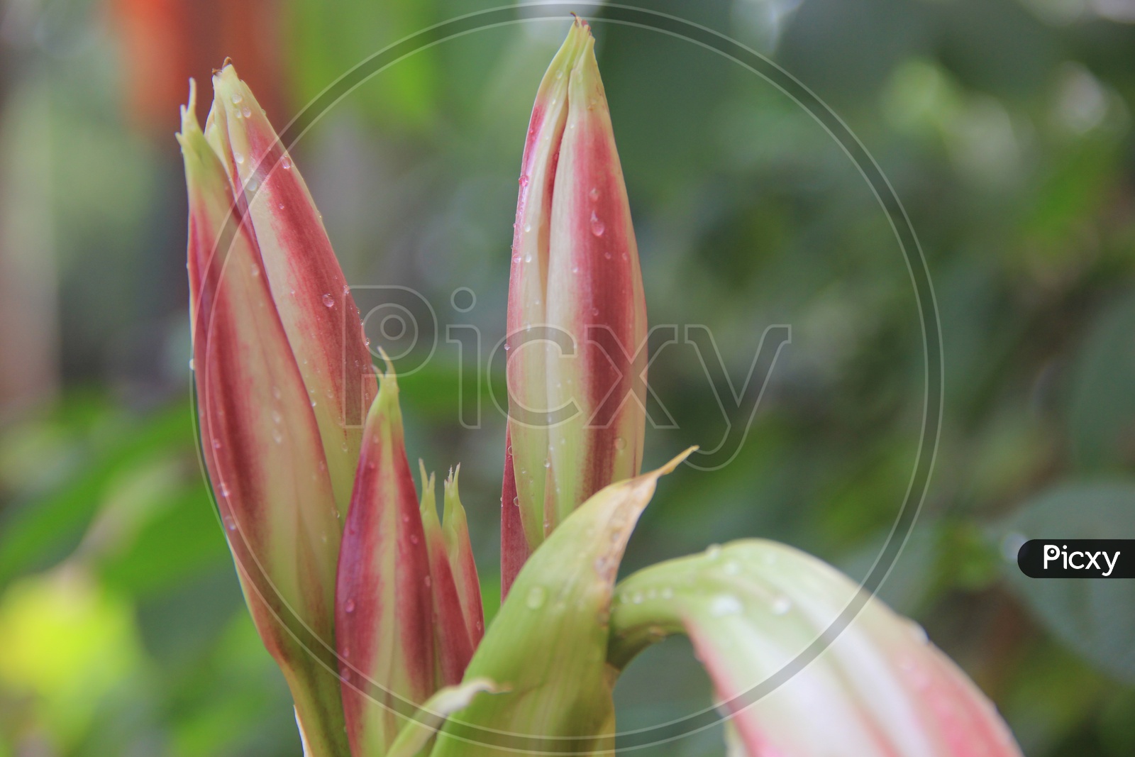 Ginger Flower Buds Closeup Shot with Green Bokeh Background / Flower Buds Coseup shots