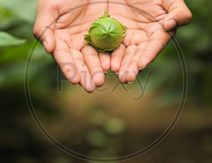 Green Cotton Boll in cute little hands