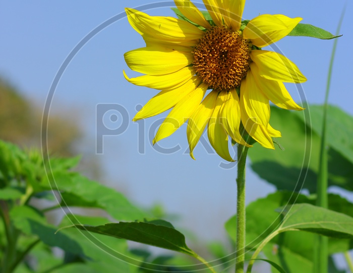 Beautiful Sunflower on a sunny day