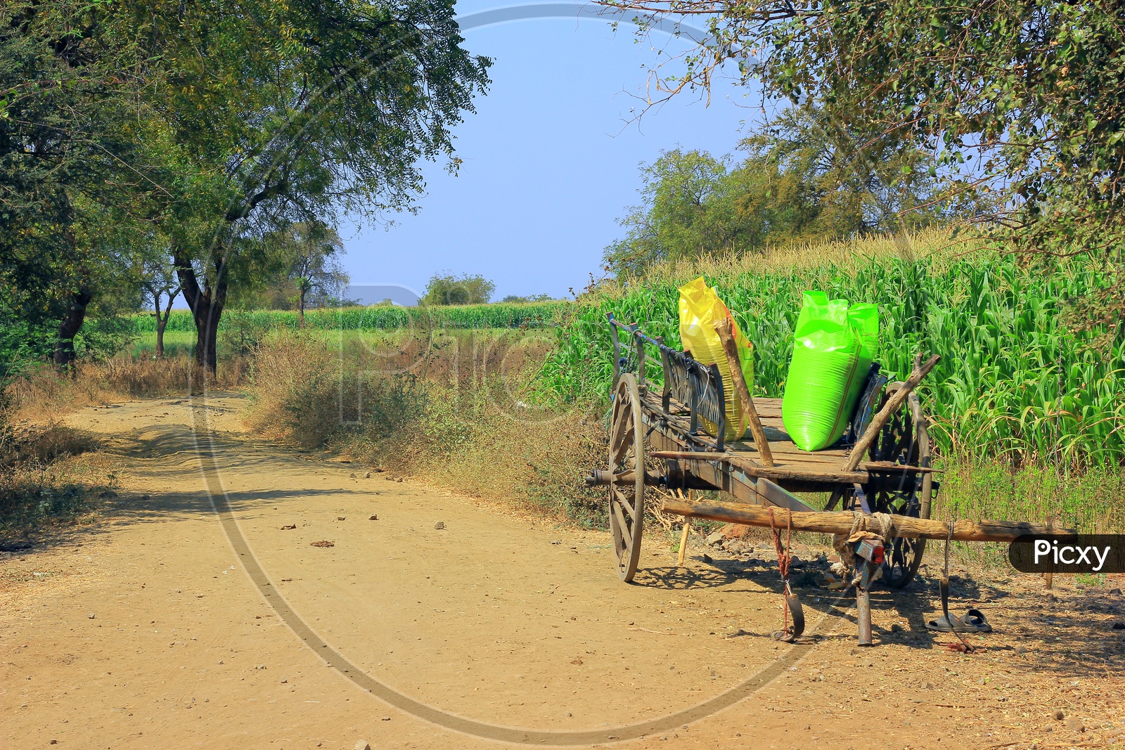 A Corn Field With Cart along Side