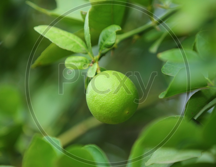 Lemons On trees Closeup Shot