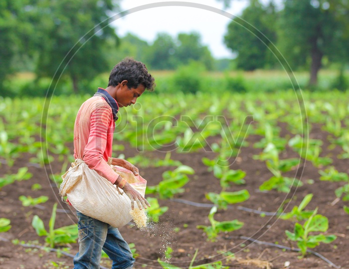 A Farmer Giving Granulated Fertilizers to a Young Banana Plant