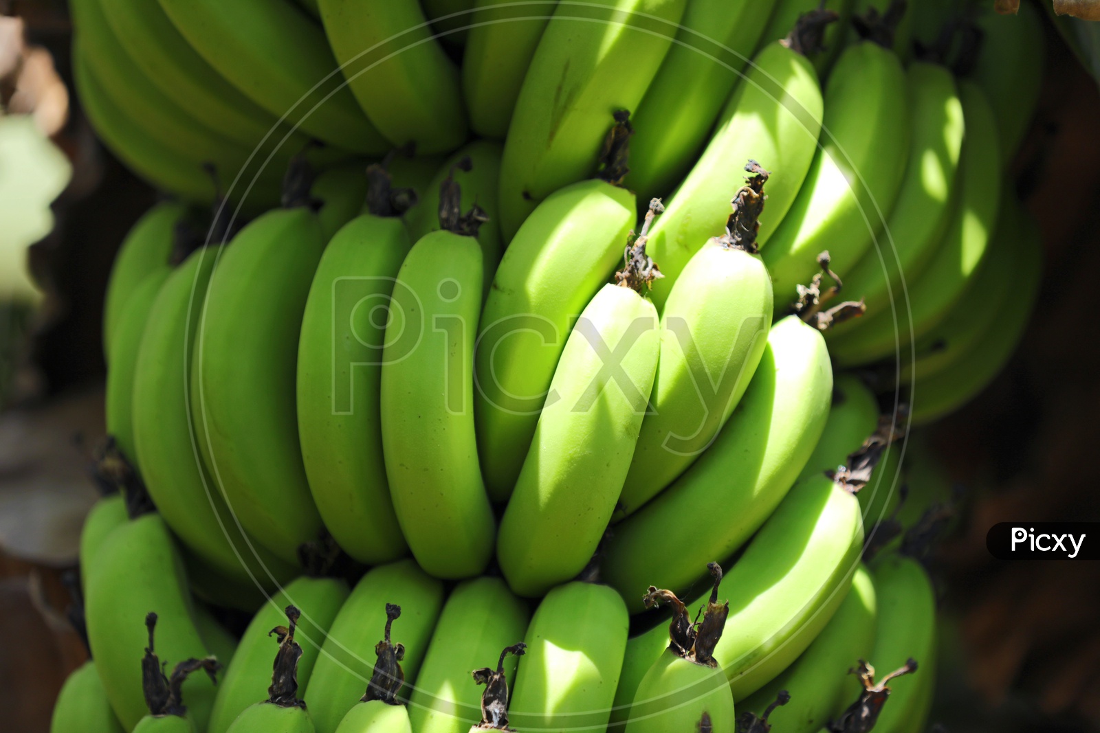 Bananas Growing in Field Blooming  Yield  Composition Shot Forming a Background