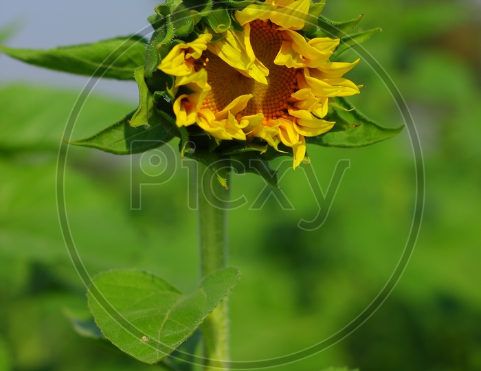 A Blooming Sunflower Bud in a Sunflower Farm  Closeup shots