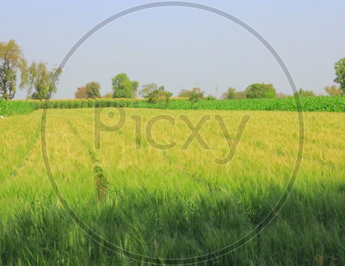Indian Corn Harvesting Closeup Shots in Field