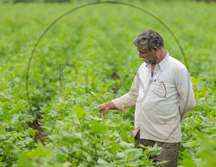 An Indian Farmer in Cotton Field Inspecting the Crop
