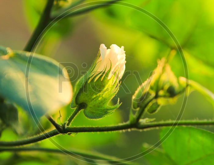 A Cotton Plant Flower Closeup Shot