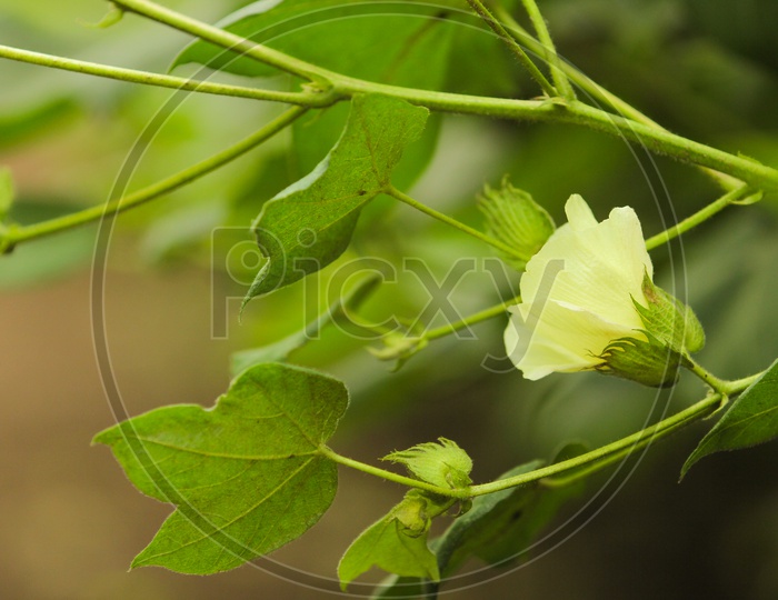 Cotton Plant Flower