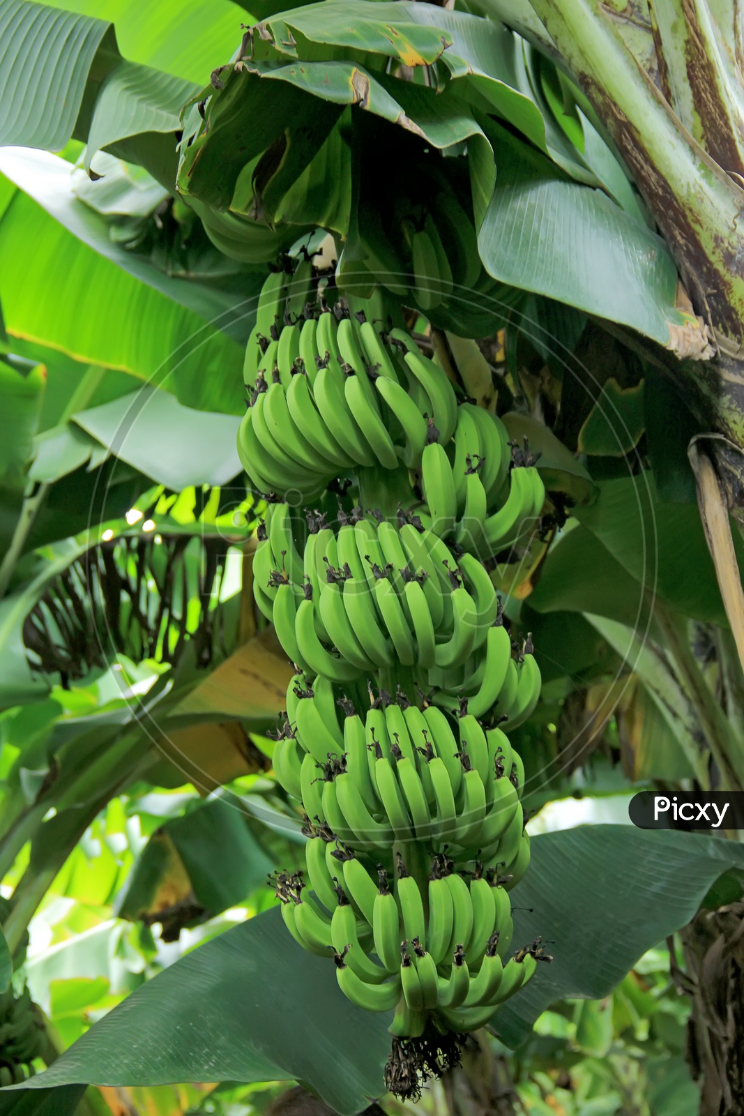 Young Bananas Blooming on a Tree