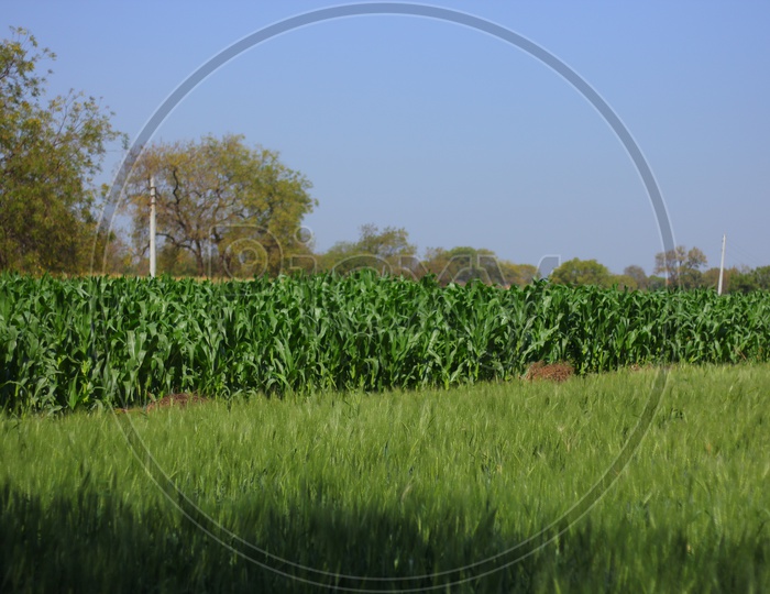 Agricultural Fields in India