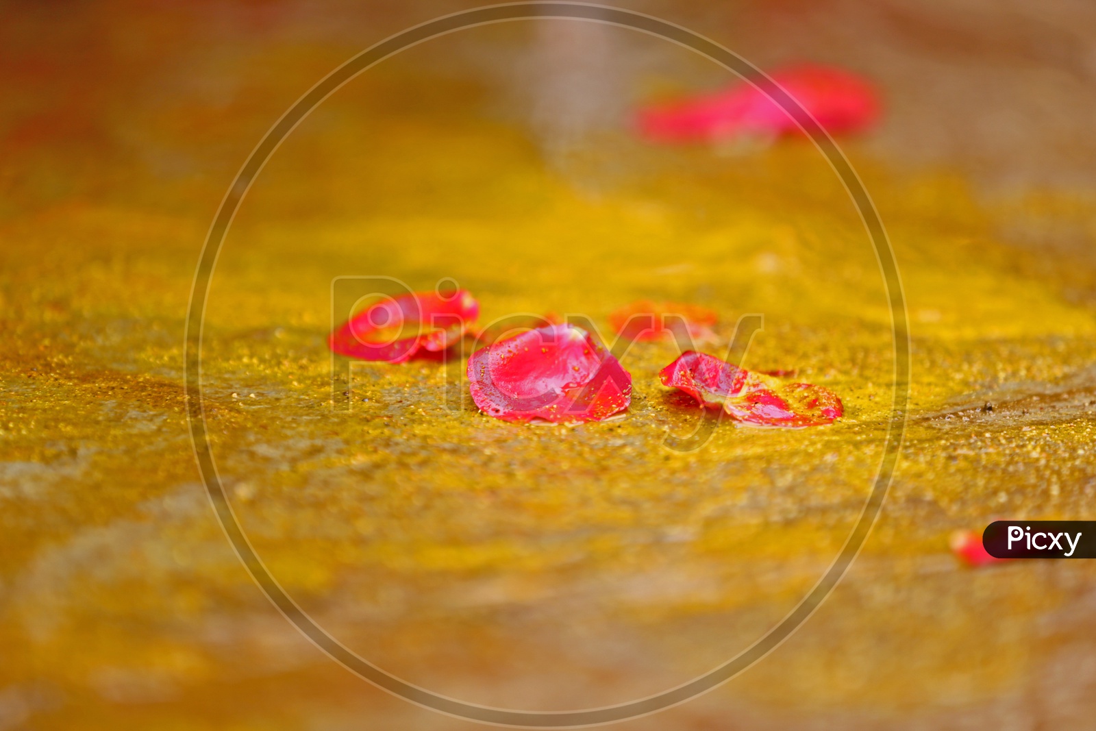 Rose petals Closeup Shots With Termeric in Background / Hindu Traditional Wedding shots
