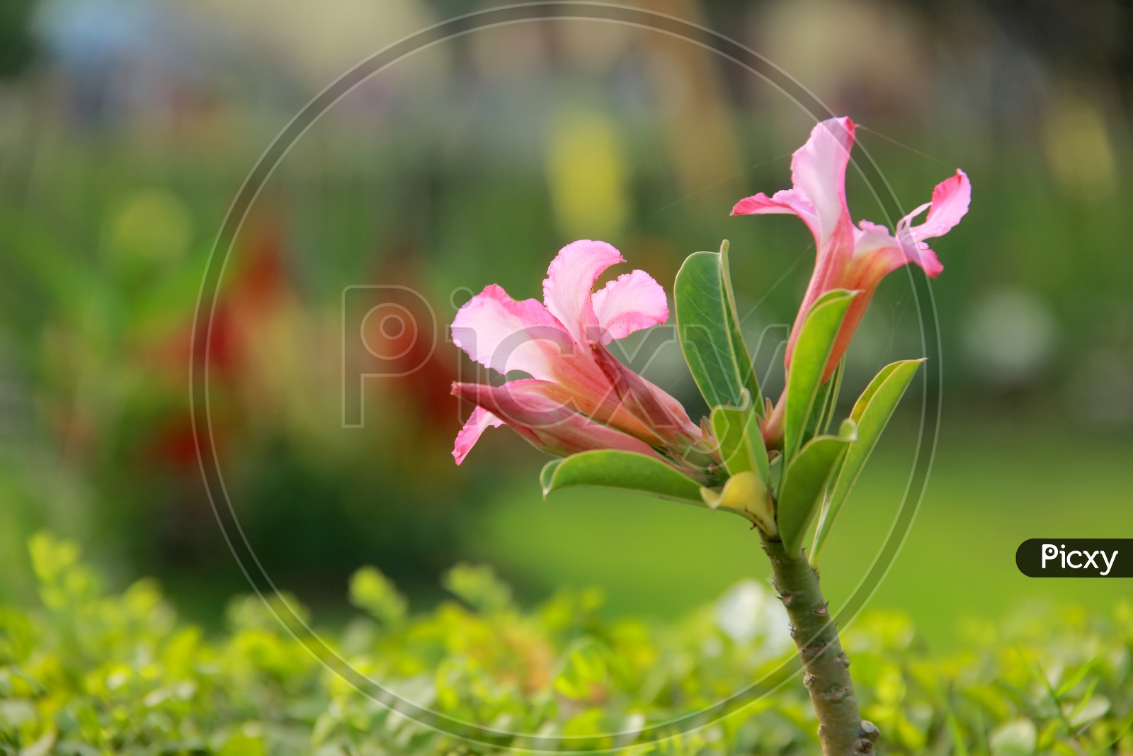 pink Coloured Flower onn a Tree Closeup Shot
