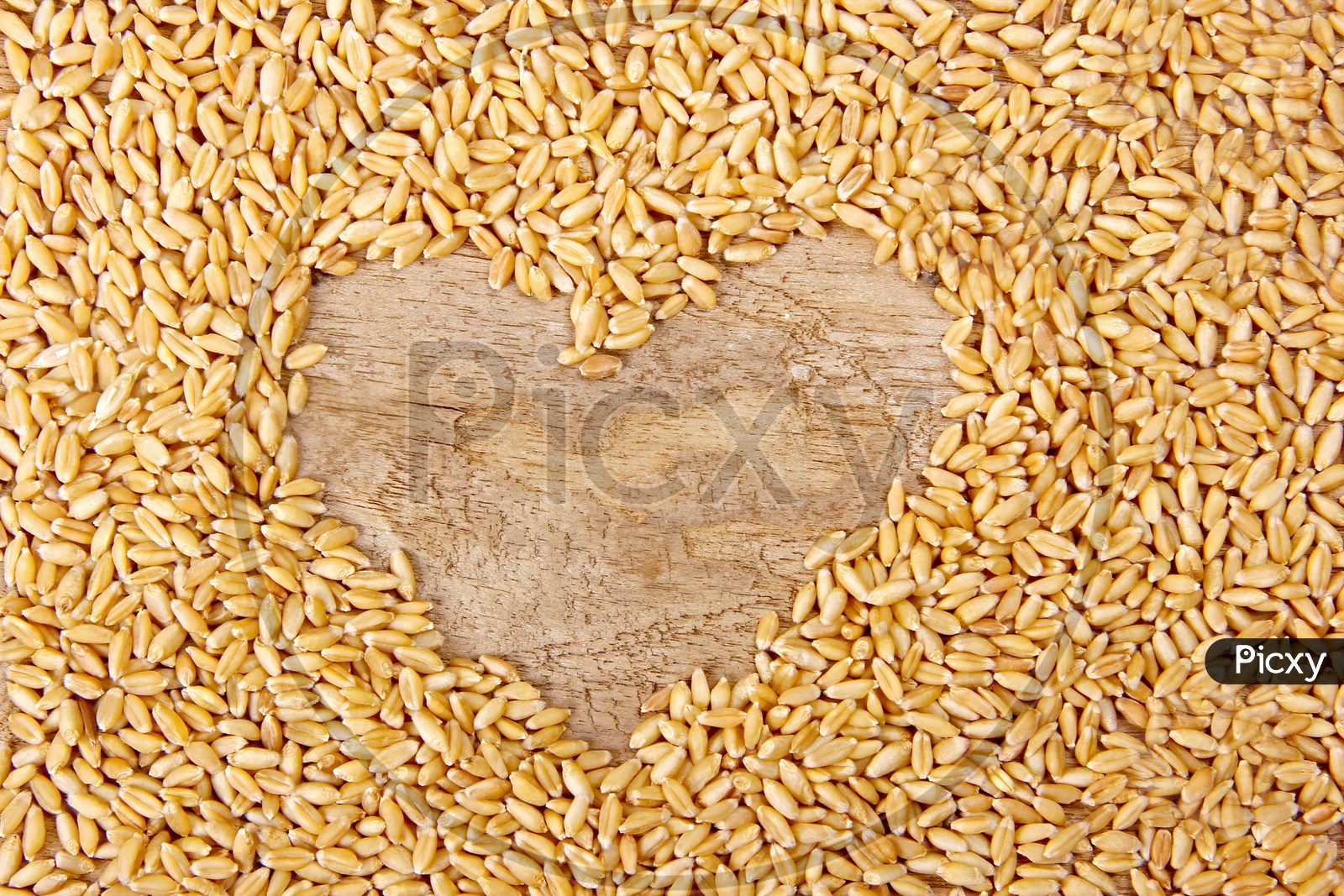 Wheat / Wheat Grains / Wheat Grains Closeup Shot / Golden Colour Wheat Grains / Wheat Yeild / Ceral Grain