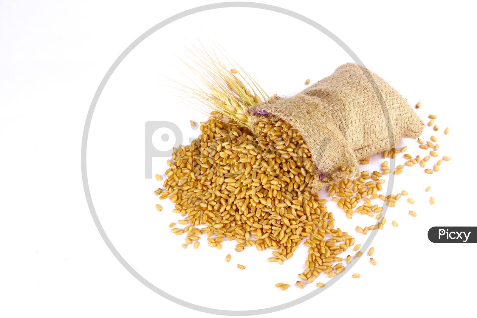 Raw Triticum in Sackbag with a white Background / Wheat Grains in Sackbags / Wheat Grains Flowing Out of Sackbag