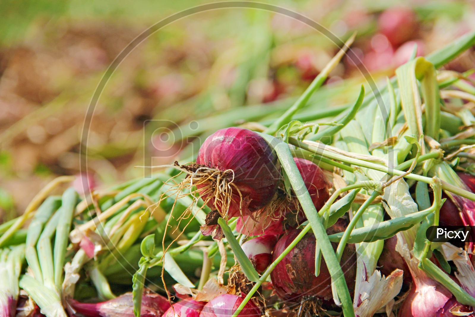 Closeup Shots of Freshly Farmed Shallot Red Onions in Vegetable Field with Field Backdrop