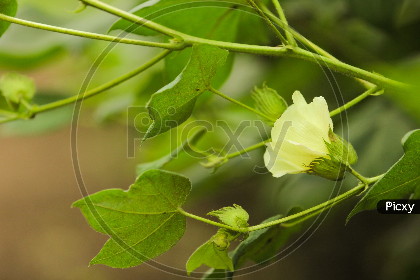 Cotton Plant Flower