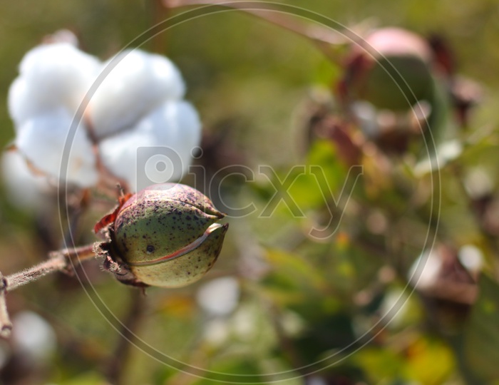 Cotton Ball Growing  on a Cotton Plant