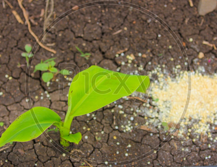 Granulated Fertilizers on Soil Closeup Shot  Placed Near the Young banana Plant