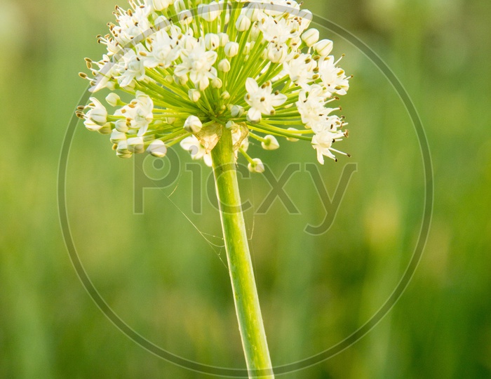 An Indian Medow Family White Flower