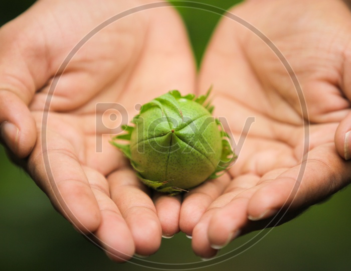 Green Cotton Boll in cute little hands