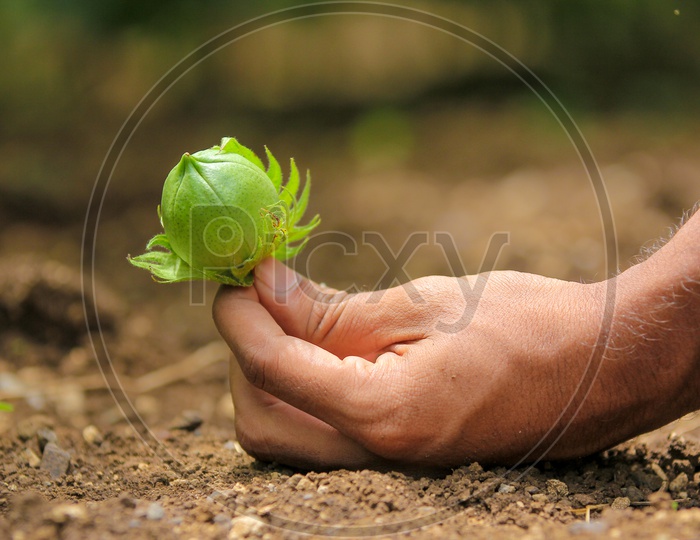 Green Cotton Ball in Hands Over a Soil Backdrop