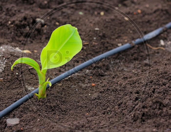 banana saplings planted in an order
