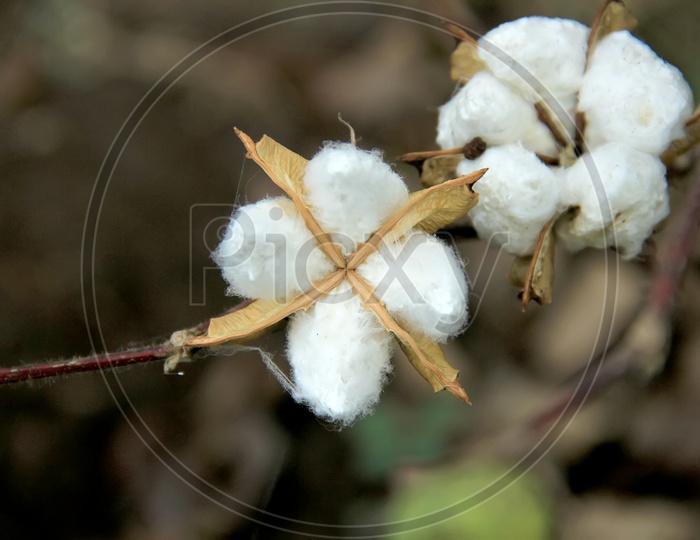 A Cotton Flower in a Tree Closeup Shot