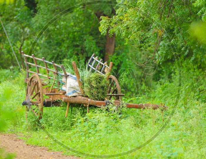 Bullock Cart loaded with Grass rested in Agriculture field