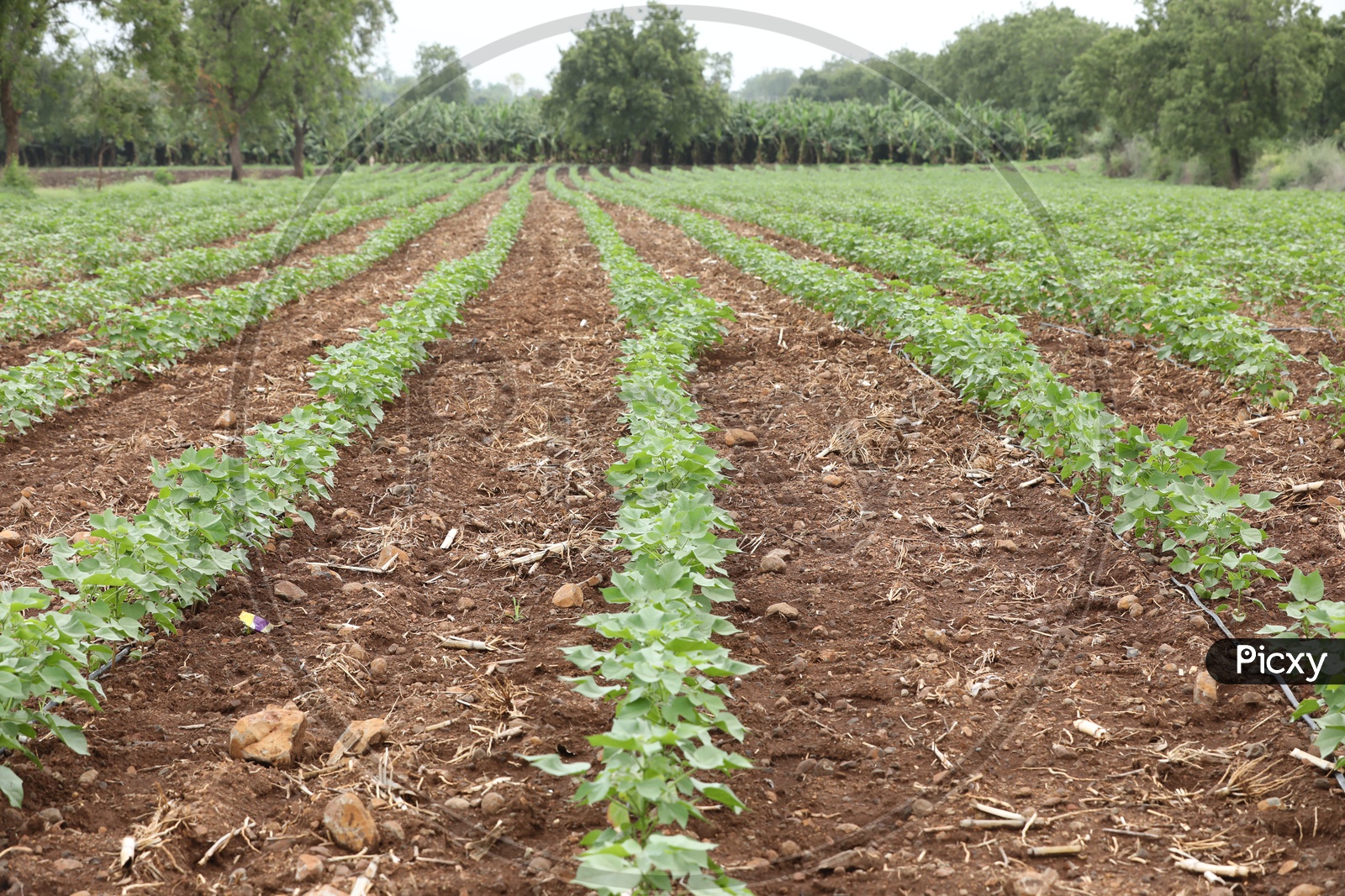 Cotton Crop Field / Cotton Plants in a Neat Rows Presentation