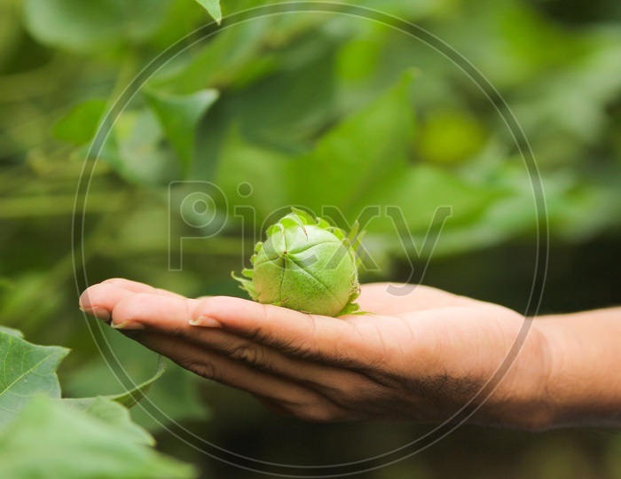 Green Cotton Boll in cute little palm