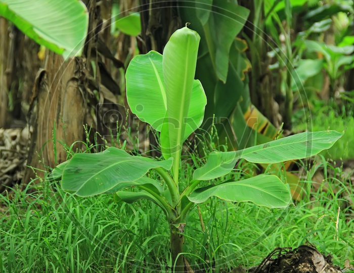 A Young Banana Plant in a Garden