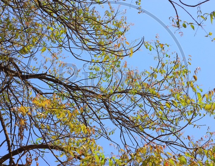 Indian Neem Tree Branches and leaves on Sky Background