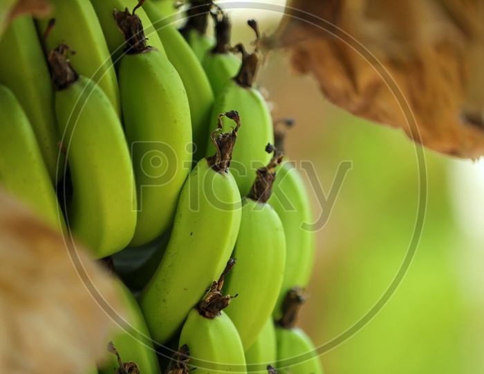Banana Growing For Yeild in a Banana Orchid Closeup Shot Presenting  Patterns of banana