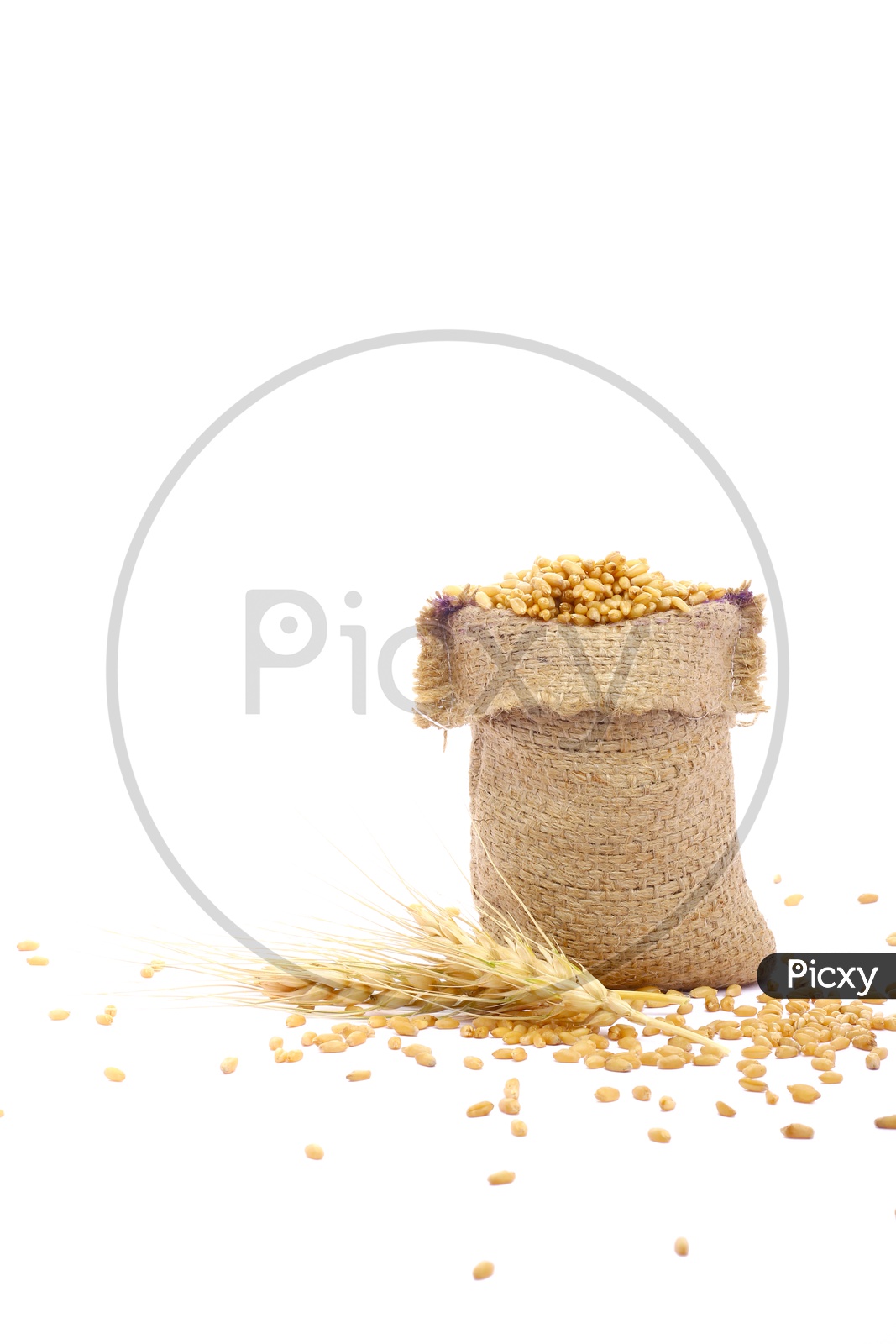 Raw Triticum in Sackbag with a white Background / Wheat Grains in Sackbags
