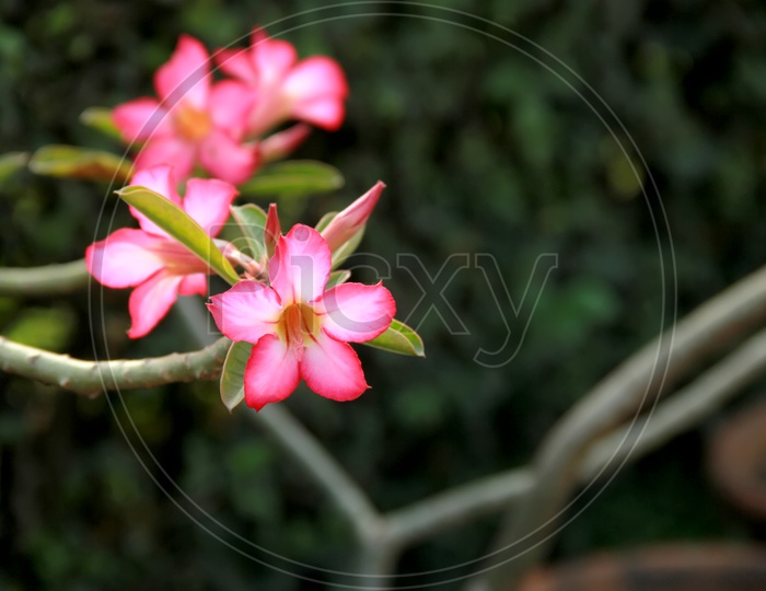 pink Coloured Flower on a Tree Closeup Shot