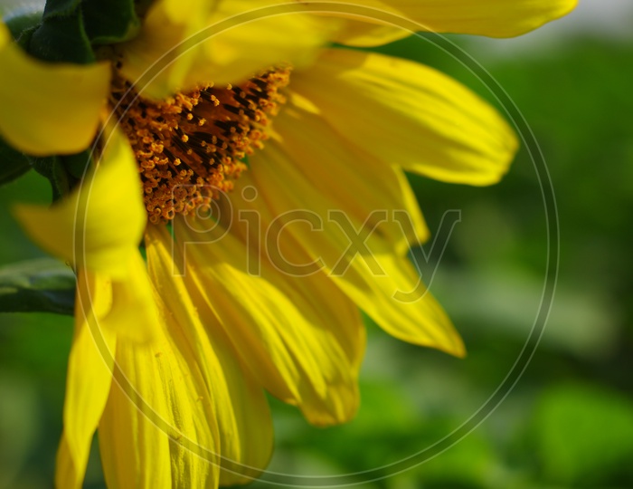 Beautiful Sunflower on a sunny day