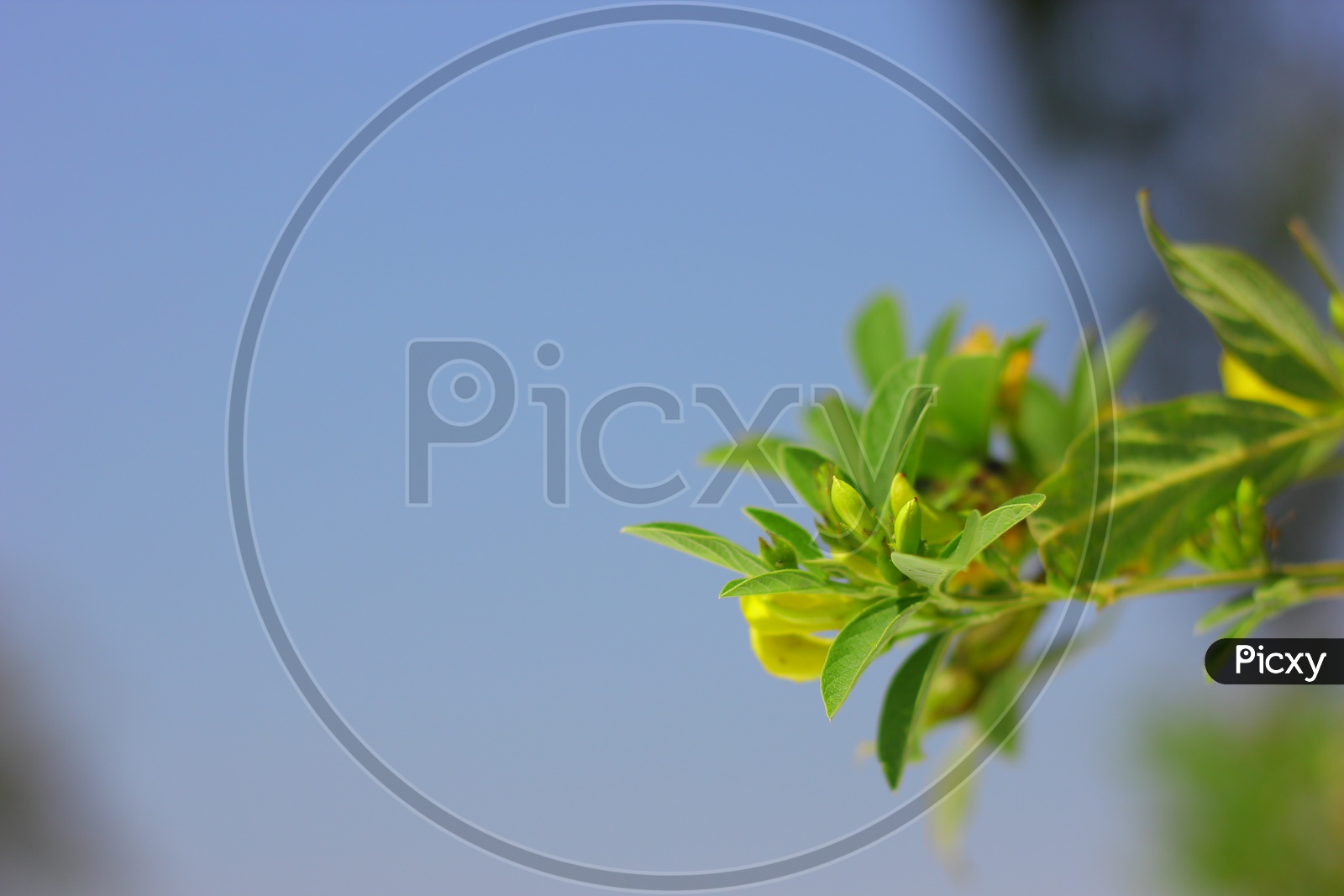 Tree Leaves With Sky Backdrop Closeup Shot