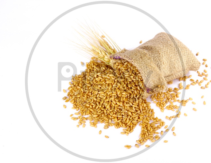Raw Triticum in Sackbag with a white Background / Wheat Grains in Sackbags / Wheat Grains Flowing Out of Sackbag