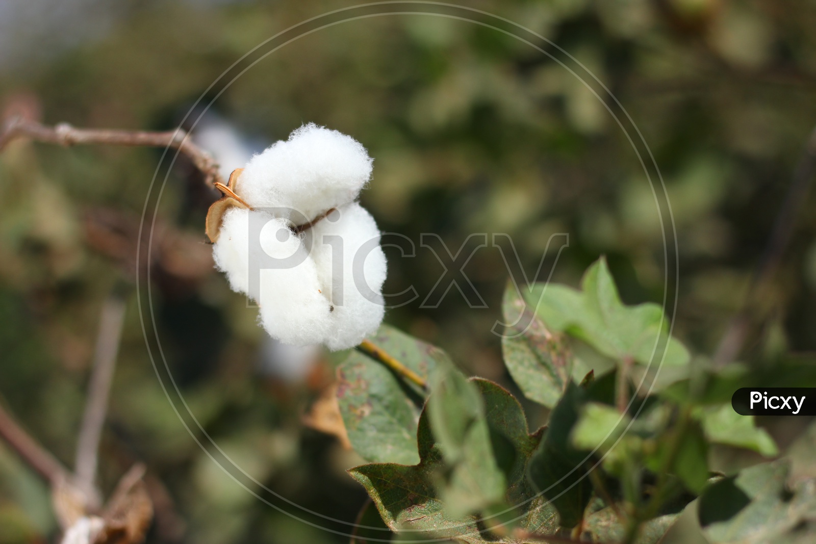 Cotton Plant  Flower ready for harvesting with a Sky  Background